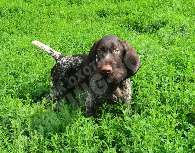 Щенок дратхаар